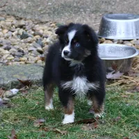 Cirris, a male Miniature Australian Shepherd for sale in Tiskilwa, IL – Photo 1 of 9