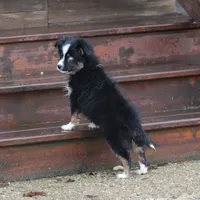 Cirris, a male Miniature Australian Shepherd for sale in Tiskilwa, IL – Photo 8 of 9