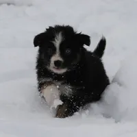 Cirris, a male Miniature Australian Shepherd for sale in Tiskilwa, IL – Photo 4 of 9