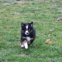 Cirris, a male Miniature Australian Shepherd for sale in Tiskilwa, IL – Photo 9 of 9