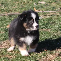 Cirris, a male Miniature Australian Shepherd for sale in Tiskilwa, IL – Photo 6 of 9