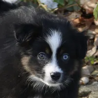 Cirris, a male Miniature Australian Shepherd for sale in Tiskilwa, IL – Photo 2 of 9