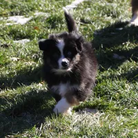 Cirris, a male Miniature Australian Shepherd for sale in Tiskilwa, IL – Photo 3 of 9