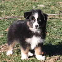Cirris, a male Miniature Australian Shepherd for sale in Tiskilwa, IL – Photo 7 of 9