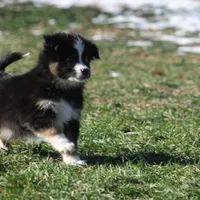 Cirris, a male Miniature Australian Shepherd for sale in Tiskilwa, IL – Photo 5 of 9