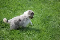 Ricky, a male Miniature American Shepherd for sale in Tiskilwa, IL – 7 of 7