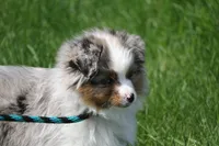 Ricky, a male Miniature American Shepherd for sale in Tiskilwa, IL – 5 of 7