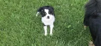 Emerson, a female Miniature American Shepherd for sale in Tiskilwa, IL – 2 of 2