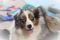 Secret, a female Miniature American Shepherd for sale in Tiskilwa, IL – Photo 2 of 6