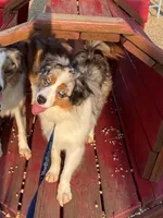 Secret, a female Miniature American Shepherd for sale in Tiskilwa, IL – Photo 5 of 6
