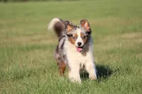 Secret, a female Miniature American Shepherd for sale in Tiskilwa, IL – Photo 6 of 6
