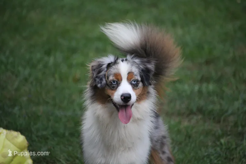 Secret, a female Miniature American Shepherd for sale in Tiskilwa, IL – Photo 1 of 6