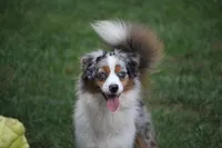 Secret, a female Miniature American Shepherd for sale in Tiskilwa, IL – Photo 1 of 6