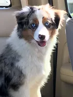 Secret, a female Miniature American Shepherd for sale in Tiskilwa, IL – Photo 3 of 6