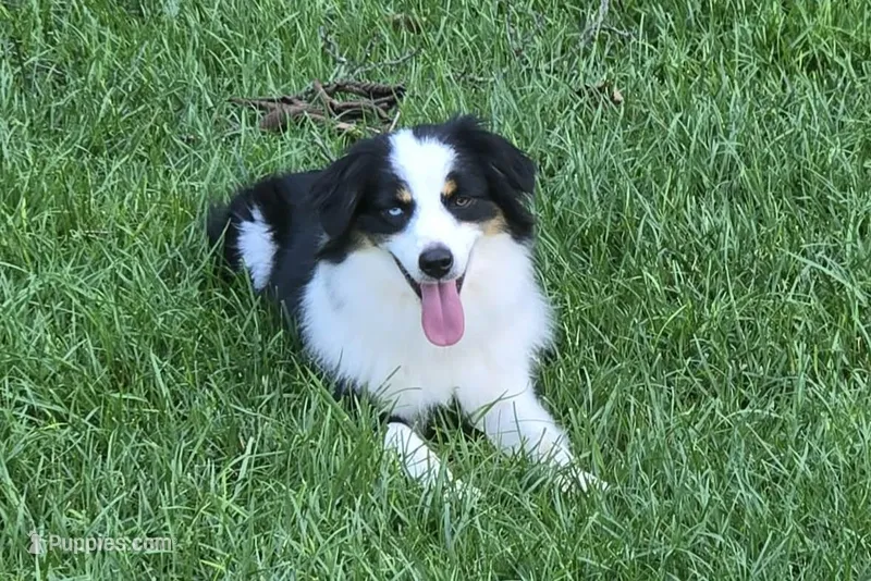 Emerson – Miniature American Shepherd puppy for sale in Tiskilwa, IL