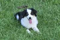Emerson, a female Miniature American Shepherd for sale in Tiskilwa, IL – 1 of 2