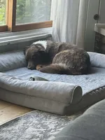Giz, a male Miniature Australian Shepherd for sale in Tiskilwa, IL – 2 of 3