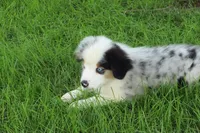 Lele, a female Miniature American Shepherd for sale in Tiskilwa, IL – 3 of 5