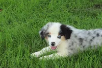 Lele, a female Miniature American Shepherd for sale in Tiskilwa, IL – 4 of 5