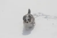 Rikki, a male Toy Australian Shepherd for sale in Tiskilwa, IL – 2 of 3
