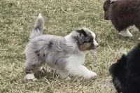 Rikki, a male Toy Australian Shepherd for sale in Tiskilwa, IL – 1 of 3