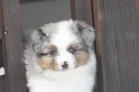 Rikki, a male Toy Australian Shepherd for sale in Tiskilwa, IL – 3 of 3