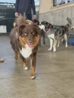 Giz, a male Miniature Australian Shepherd for sale in Tiskilwa, IL – 3 of 3