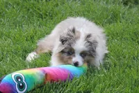 Rikki, a male Toy Australian Shepherd for sale in Tiskilwa, IL – 2 of 7