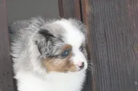 Ricky, a male Miniature American Shepherd for sale in Tiskilwa, IL – Photo 1 of 2