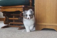 Ricky, a male Miniature American Shepherd for sale in Tiskilwa, IL – Photo 2 of 2