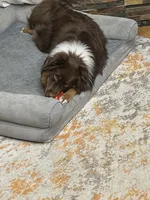 Gizmo, a male Miniature American Shepherd for sale in Tiskilwa, IL – 4 of 4