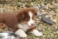 Aubree, a female Miniature American Shepherd for sale in Tiskilwa, IL – 4 of 5