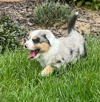 Freedom, a male Miniature American Shepherd for sale in Tiskilwa, IL – 6 of 7
