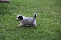 Leelee, a female Miniature Australian Shepherd for sale in Tiskilwa, IL – 2 of 2