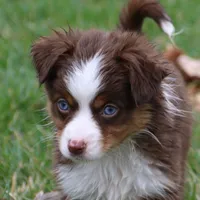 Cirroc, a female Miniature American Shepherd for sale in Tiskilwa, IL – Photo 1 of 9