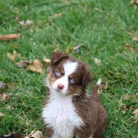 Cirroc, a female Miniature American Shepherd for sale in Tiskilwa, IL – Photo 9 of 9