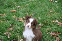 Cirroc, a female Miniature American Shepherd for sale in Tiskilwa, IL – Photo 9 of 9