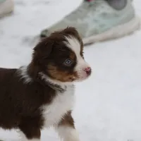 Cirroc, a female Miniature American Shepherd for sale in Tiskilwa, IL – Photo 8 of 9