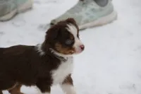 Cirroc, a female Miniature American Shepherd for sale in Tiskilwa, IL – Photo 8 of 9