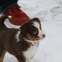 Cirroc, a female Miniature American Shepherd for sale in Tiskilwa, IL – Photo 6 of 9