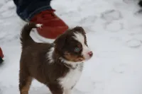 Cirroc, a female Miniature American Shepherd for sale in Tiskilwa, IL – Photo 6 of 9