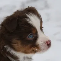 Cirroc, a female Miniature American Shepherd for sale in Tiskilwa, IL – Photo 4 of 9