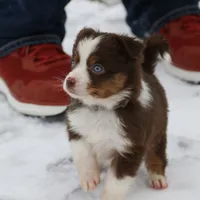 Cirroc, a female Miniature American Shepherd for sale in Tiskilwa, IL – Photo 7 of 9