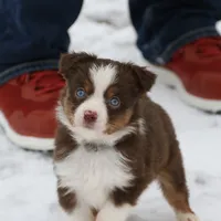 Cirroc, a female Miniature American Shepherd for sale in Tiskilwa, IL – Photo 2 of 9