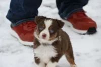 Cirroc, a female Miniature American Shepherd for sale in Tiskilwa, IL – Photo 2 of 9