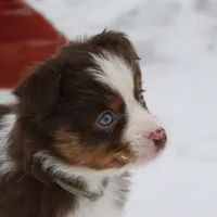 Cirroc, a female Miniature American Shepherd for sale in Tiskilwa, IL – Photo 5 of 9