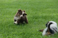 Aubree, a female Miniature American Shepherd for sale in Tiskilwa, IL – 2 of 5