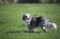 Raine, a female Miniature American Shepherd for sale in Tiskilwa, IL – 3 of 3