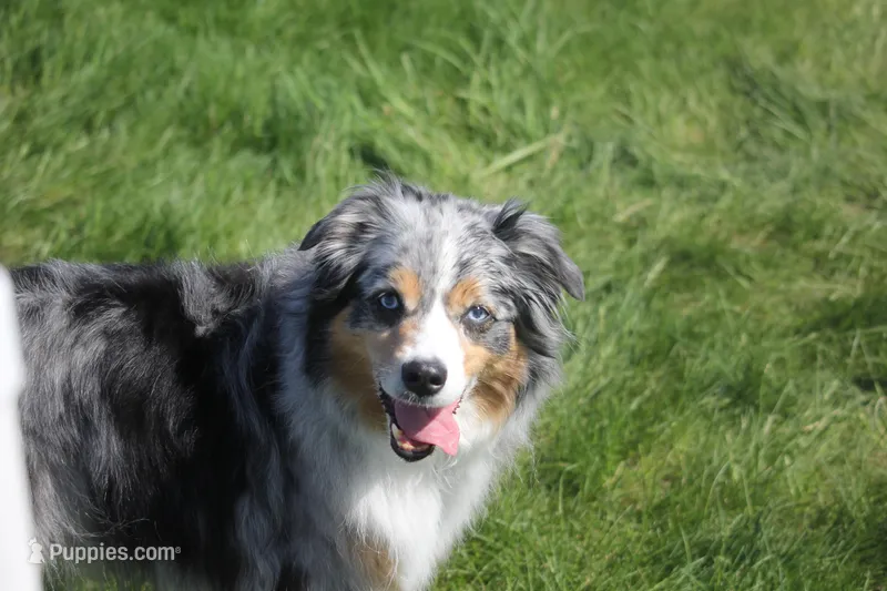 Raine – Miniature American Shepherd puppy for sale in Tiskilwa, IL