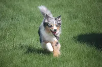 Raine, a female Miniature American Shepherd for sale in Tiskilwa, IL – 2 of 3